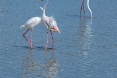 WildlifeD71_2778-4